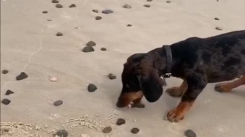 Dachshund vs Crab