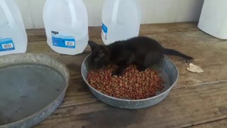 Starving Feral Kitty Cries For Joy As She Finally Gets Fed