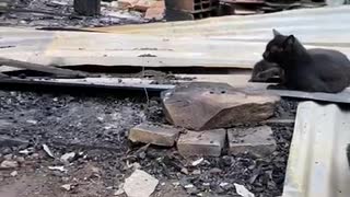 refugio de gatos incendiado en bucaramanga