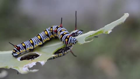 there are people who are like a caterpillar eat all the leaves of dreams