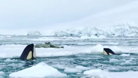 Orcas trying to hunt seals
