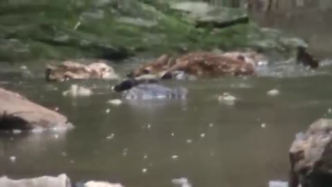 Kind Man Ruins His Best Clothes To Save A Fawn From Drowning