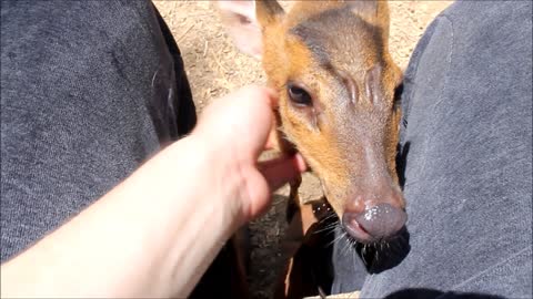 Baby deer struggles to share milk with family dog