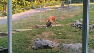 Piglet And Big Dog Make For Unlikely Duo