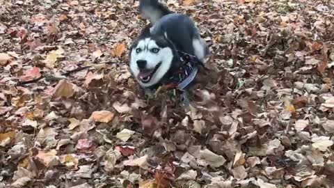 Playful Husky Runs Merrily Through Fallen Leaves