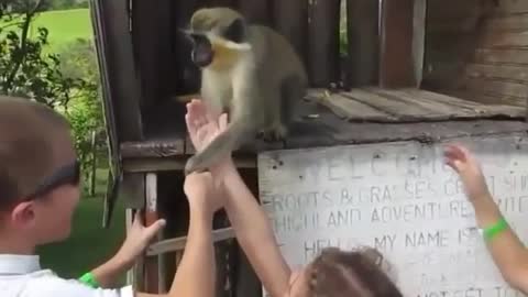 The thief monkey