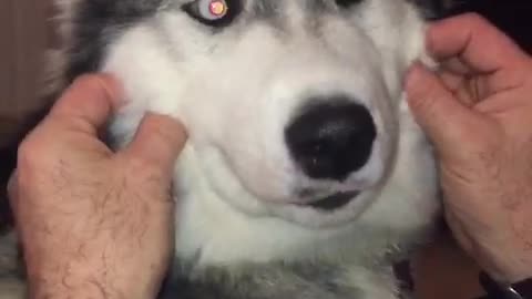 Funny husky puppy