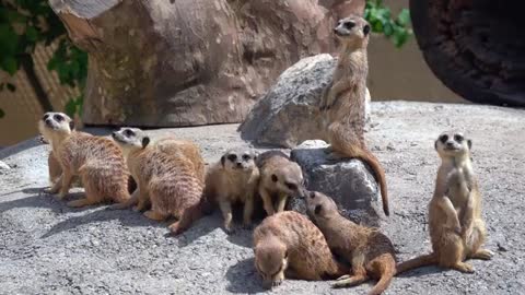 One of the Most beautiful animals of the earth mongoose