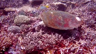 Big Old Turtle Under Water Meowing With fishes