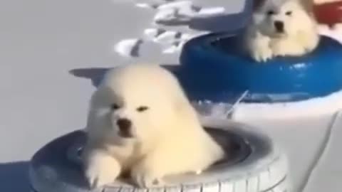 Little adorable dog enjoying their ice skating