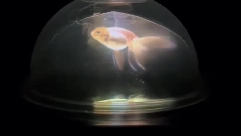 🐟 The simplest “hologram” using a glass bowl?