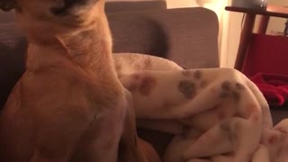 Brown dog likes getting pet