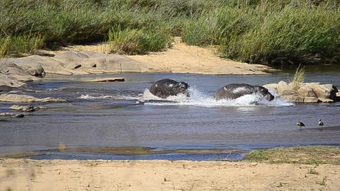 Epic... Hippo chase each other in the river!