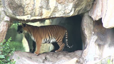 Tiger walking back and forth at window