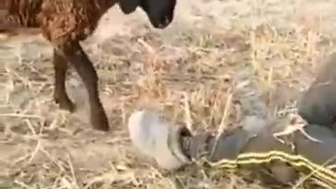 Funny Goat vs Human