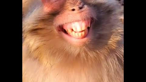 WOW!!! VIDEO MOKEYS SMILE SO FUNNY