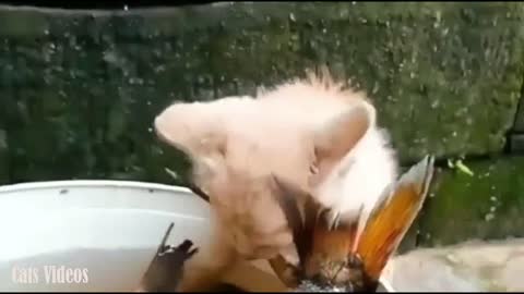 A cat Trying To Steal A Big fish from