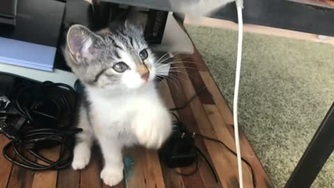 Cat Playing With Tape