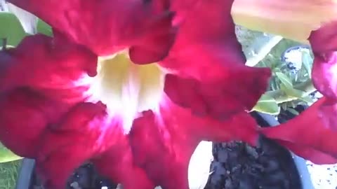 Filming 2 beautiful desert roses at the flower shop, very gorgeous [Nature & Animals]