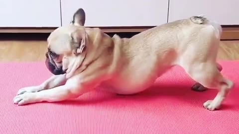 See Dog Stretch