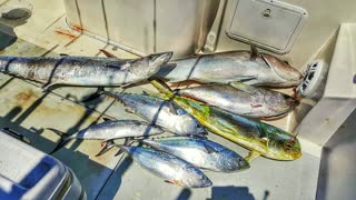 Offshore Fishing for Kingfish Miami Beach