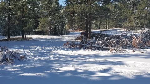 Ranger & first snow on our property