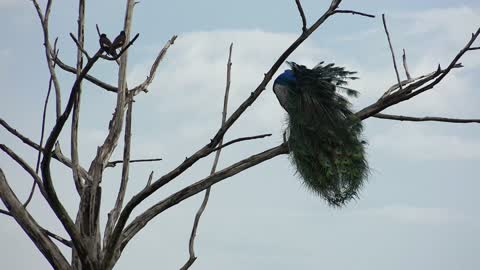 Alone peacock on the tree branch-unique captured of nature with high-quality-isolated peacock