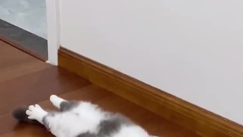 Sleepy Cat Funny Video