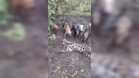 Amazing CheetahLeopard Vs Dog Real Fighting