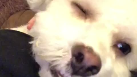 Adorable Puppy Falls Asleep on Camera!