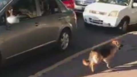 Graban cómo un perro persigue desesperado a su familia después de que lo abandonaran en la calle
