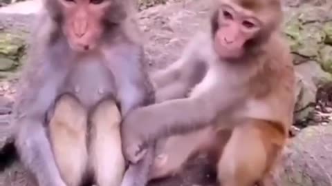 Monkeys Very Funny Clips