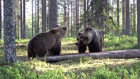 A fight between two black bears ends in peace