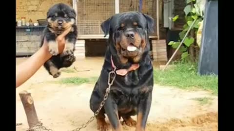 ROTTWEILLER DOG ATTITUDE 😎