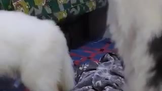 Husky sings with owner