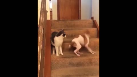 Cat running like flash