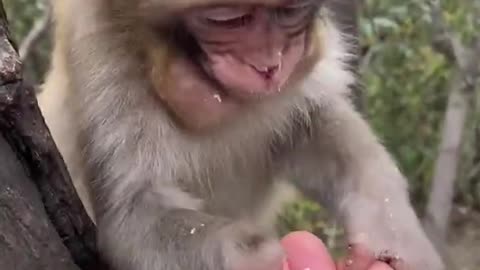 Adorable Baby Monkey You Should Skip Watching #5