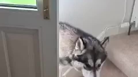 hacks his way into the house Clever Alaskan Malamute