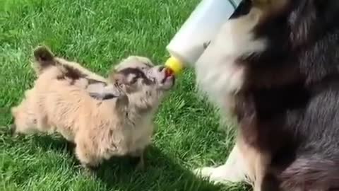 The dog suckles a goat, it is wonderful, the most beautiful thing you see today