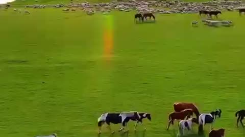 Nature is gorgeous free horses! Amazing footage