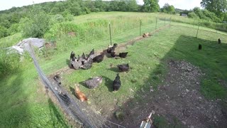 Our Chickens Eating 2 Heads Of Lettuce (Time Lapse)