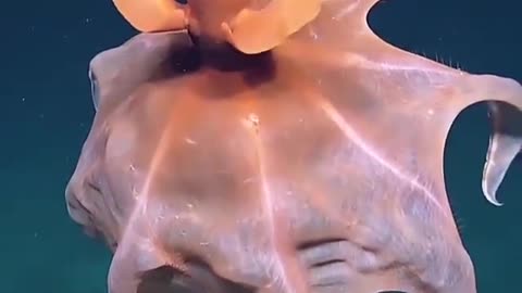 Octopus Wow