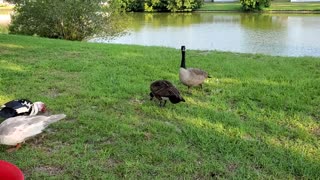 Lazy late afternoon with the ducks