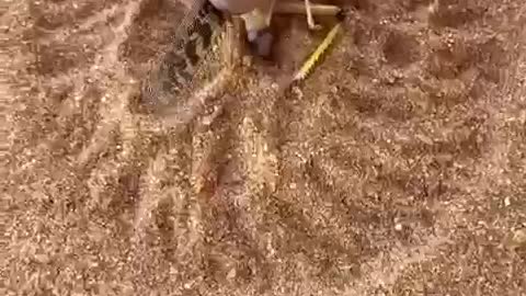 Locusts in the sand