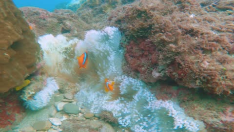 Symbiotic mutualism between clown fish and sea anemone