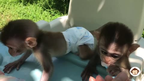 Baby Monkey BiBi Tina eating yogurt, Animals Home