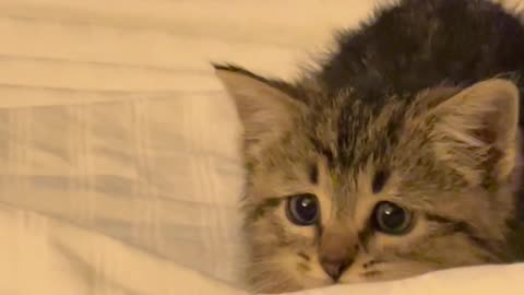 The kitten is sitting on the bed frightened