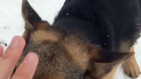 Dog play with snow