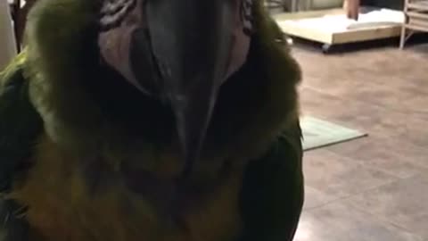 Sam the macaw tells Mom all about his week