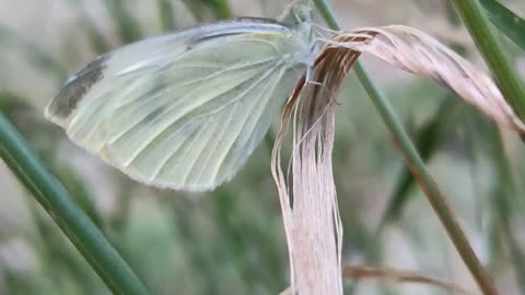 A cabbage white butterfly on a blade of grass